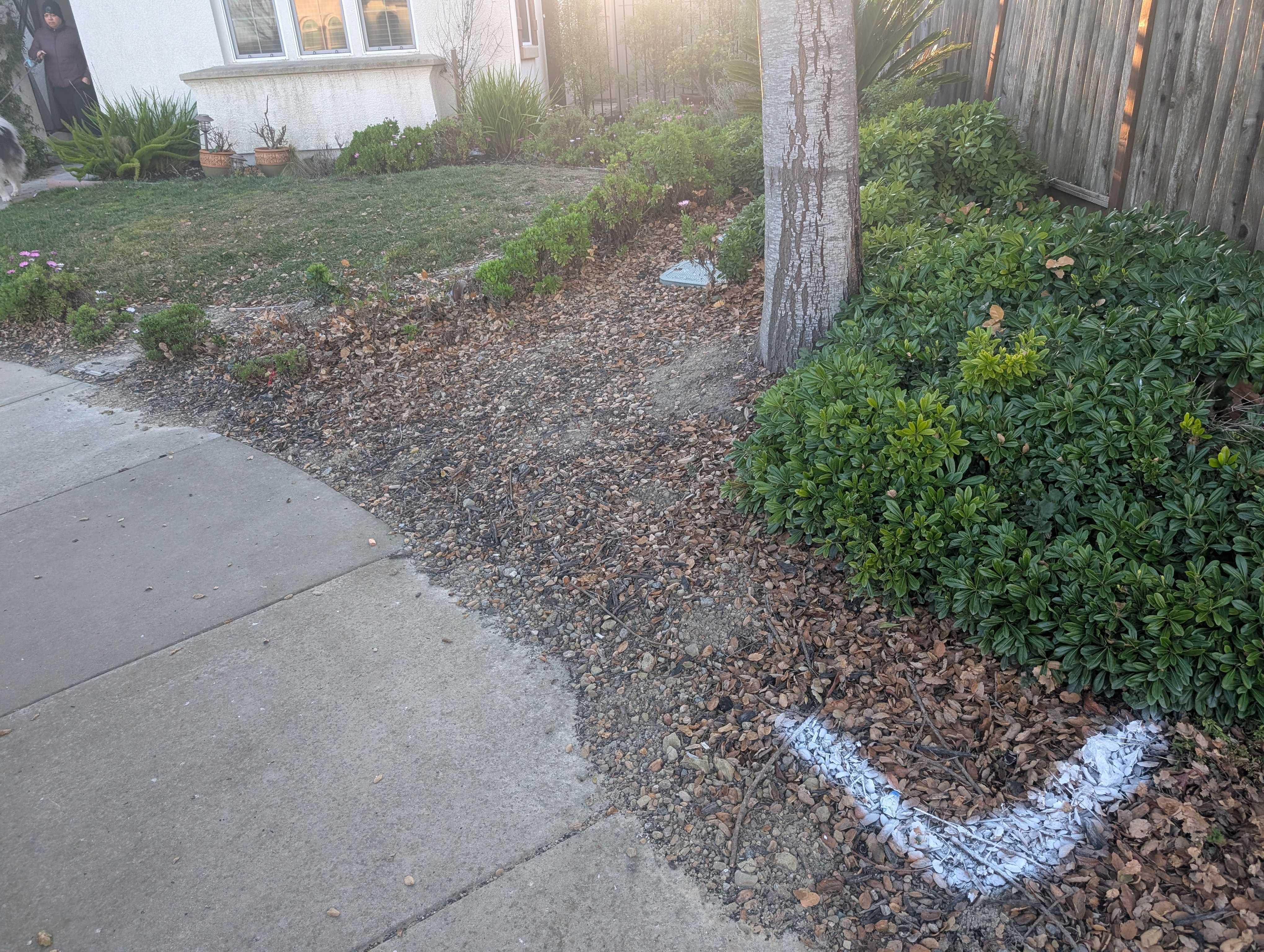 Dublin front yard before landscape work Original lawn, shrubs and concrete walkway in the Dublin front yard before the landscape project.